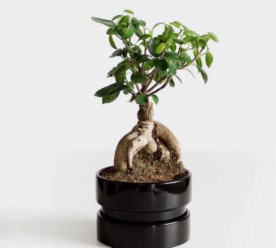 正版最便宜的呼死你测压