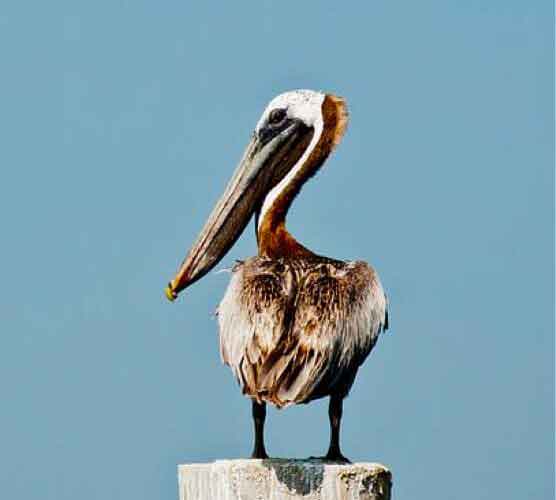 打电话打爆免费