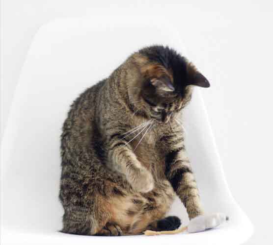 电话炸弹防护业务